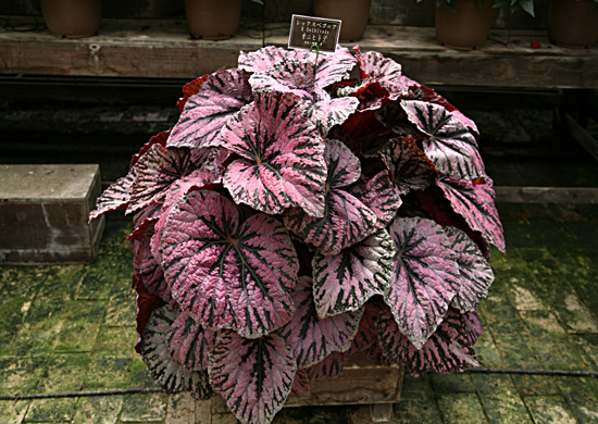 B. ‘Onihitode’